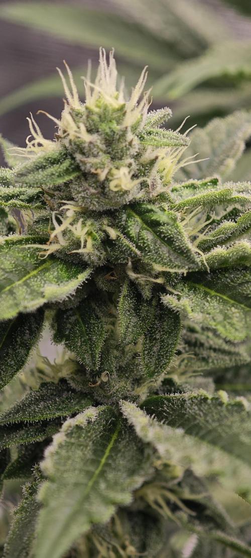 BUBBA KUSH - Barney's Farm. Week 10