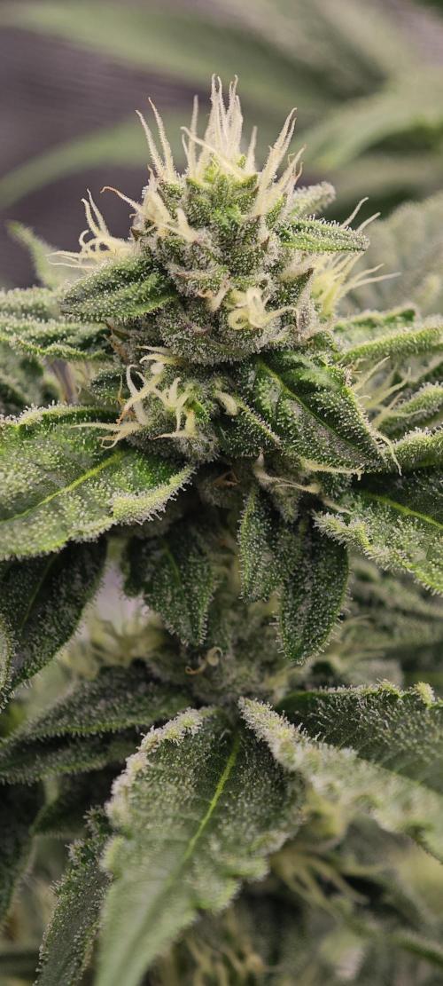 BUBBA KUSH - Barney's Farm. Week 10