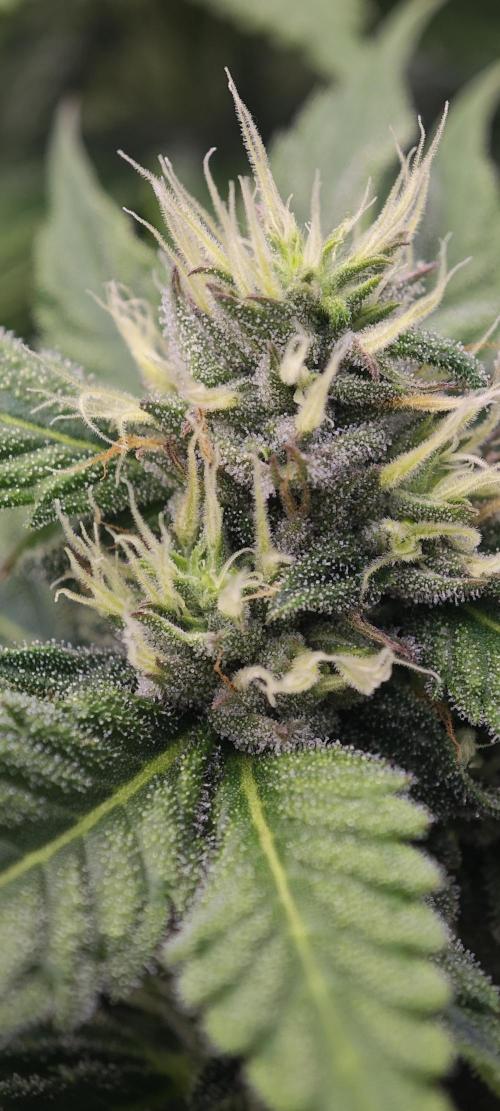 BUBBA KUSH - Barney's Farm. Week 10
