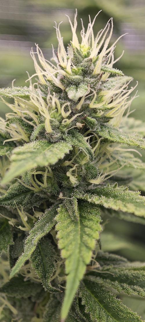 BUBBA KUSH - Barney's Farm. Week 10