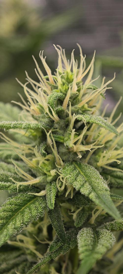 BUBBA KUSH - Barney's Farm. Week 10