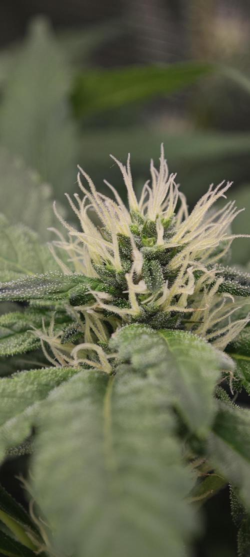 BUBBA KUSH - Barney's Farm. Week 10