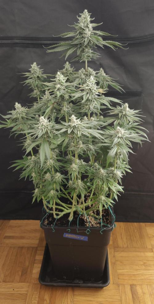 WEMBLEY X MENDOCINO Pyramid Seeds. Week 11