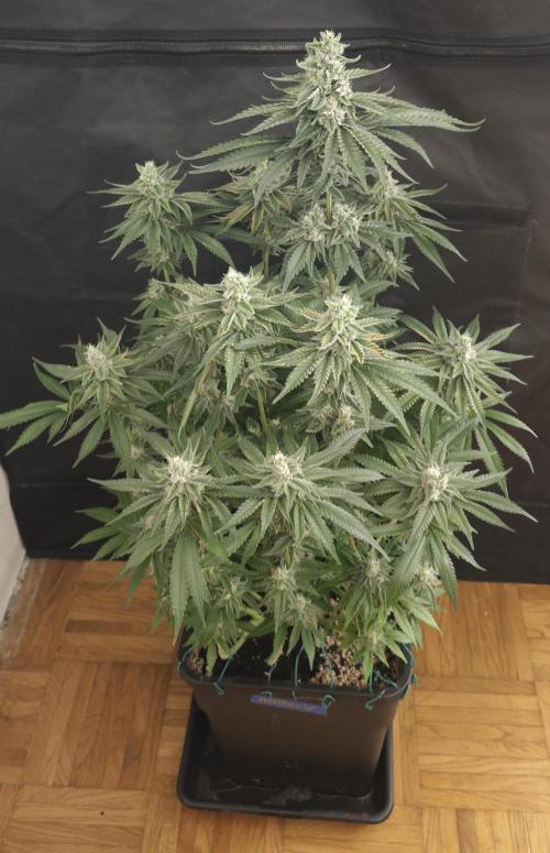 WEMBLEY X MENDOCINO Pyramid Seeds. Week 11