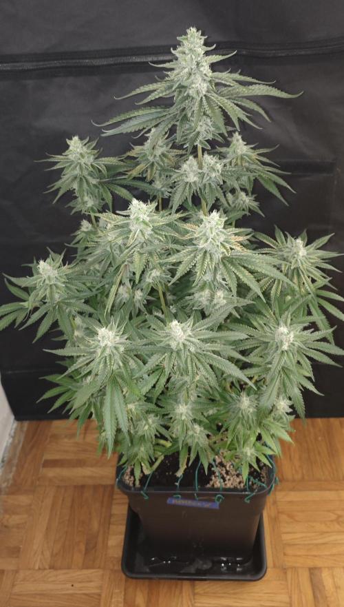 WEMBLEY X MENDOCINO Pyramid Seeds. Week 11