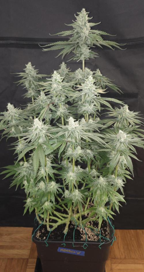 WEMBLEY X MENDOCINO Pyramid Seeds. Week 11