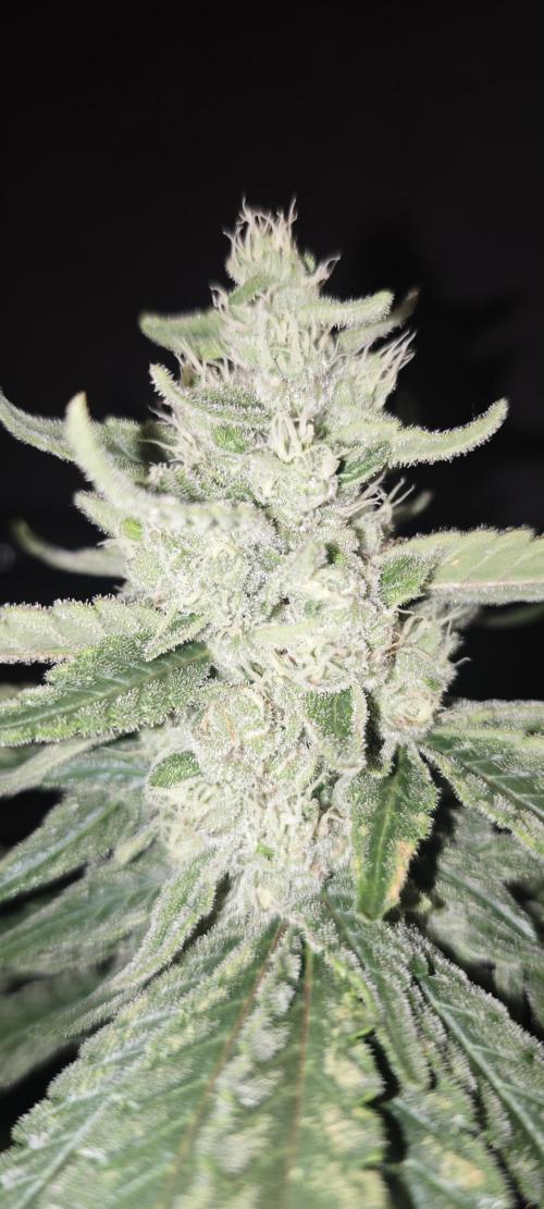 WEMBLEY X MENDOCINO Pyramid Seeds. Week 11