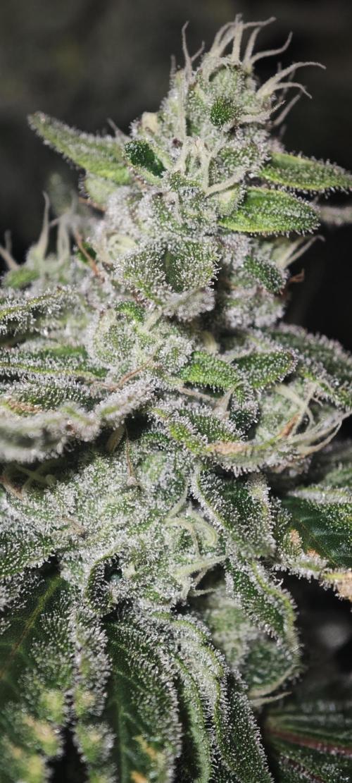 WEMBLEY X MENDOCINO Pyramid Seeds. Week 11