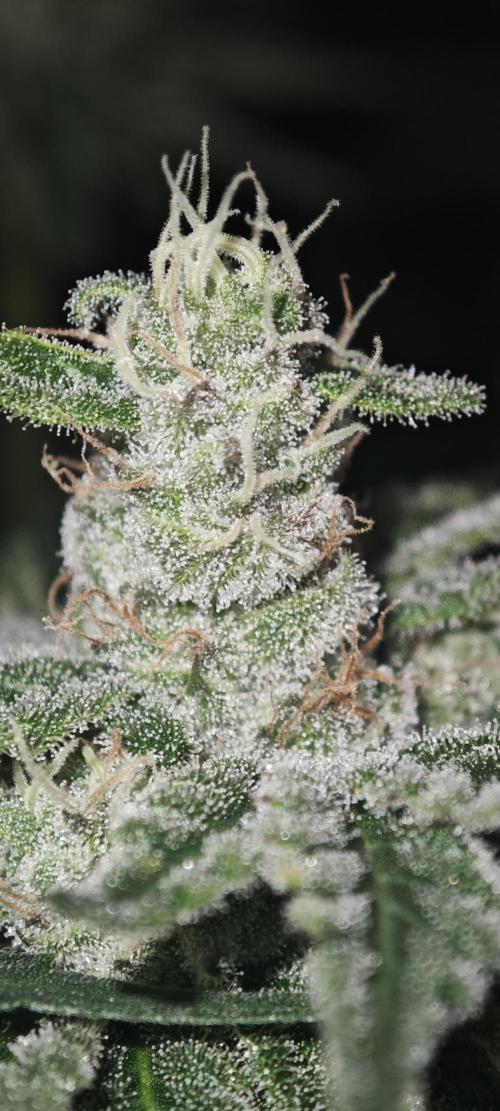WEMBLEY X MENDOCINO Pyramid Seeds. Week 11