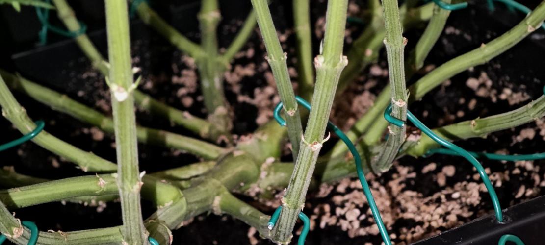 WEMBLEY X MENDOCINO Pyramid Seeds. Week 11