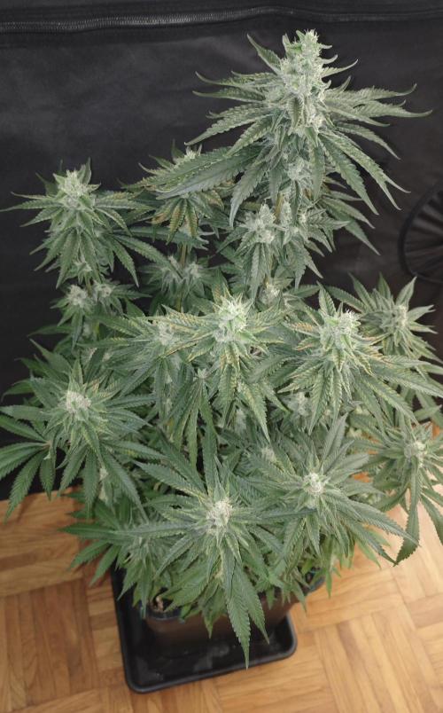 Wembley x Mendocino. Week 11