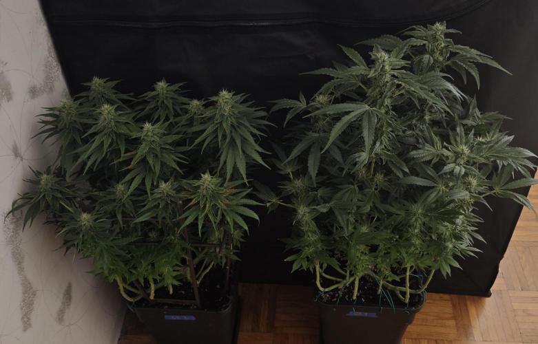 GORILLA ZKITTLEZ - Barney's Farm. Week 11