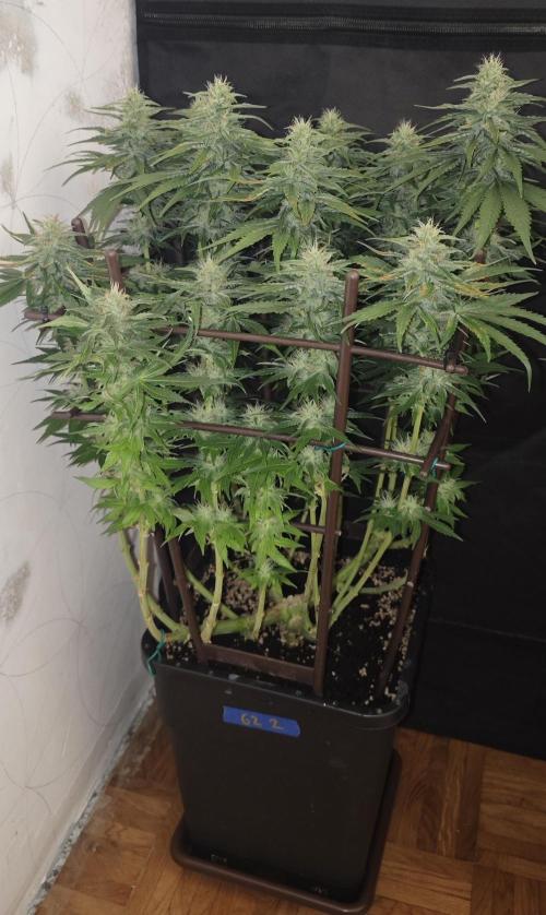 GORILLA ZKITTLEZ - Barney's Farm. Week 11