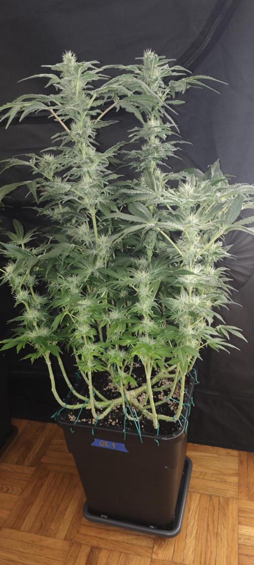 GORILLA ZKITTLEZ - Barney's Farm. Week 11