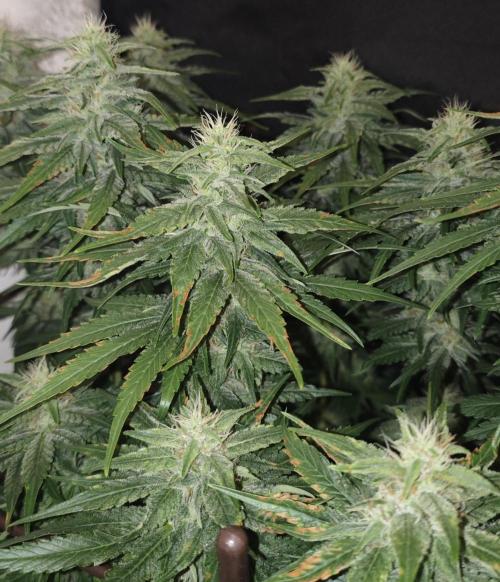 GORILLA ZKITTLEZ - Barney's Farm. Week 11