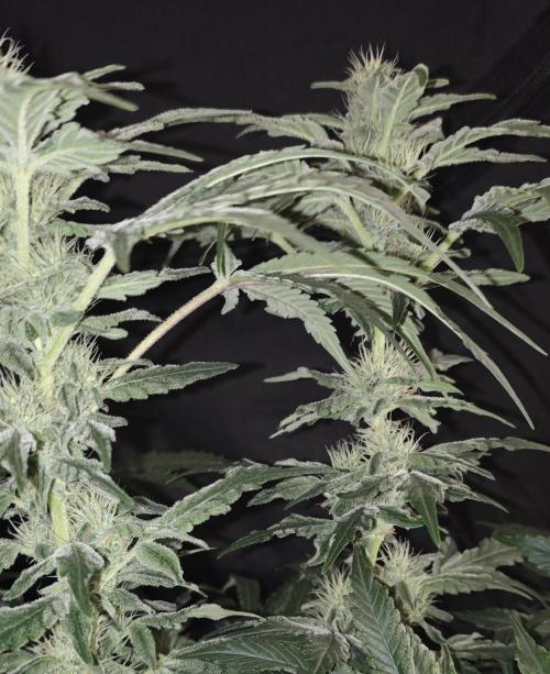 GORILLA ZKITTLEZ - Barney's Farm. Week 11