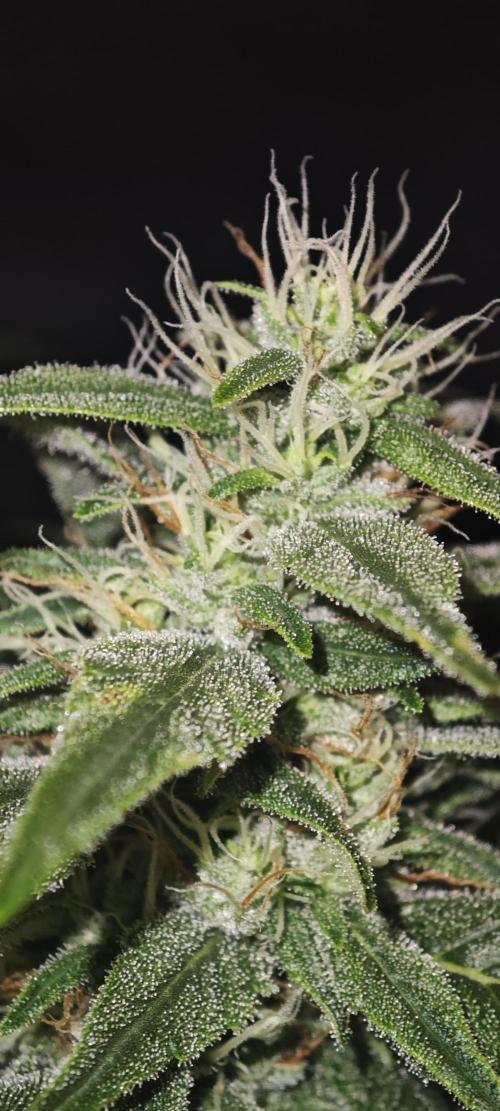 GORILLA ZKITTLEZ - Barney's Farm. Week 11