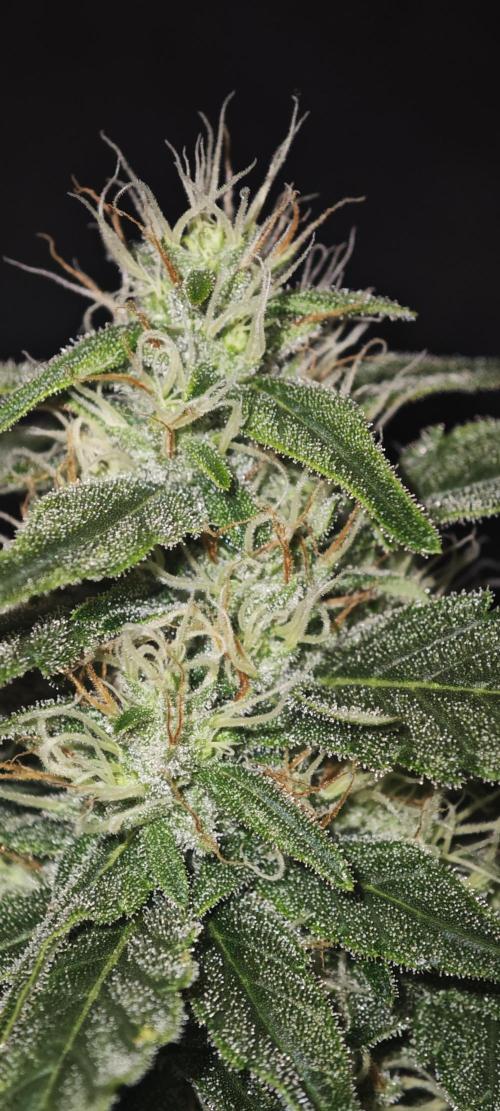 GORILLA ZKITTLEZ - Barney's Farm. Week 11