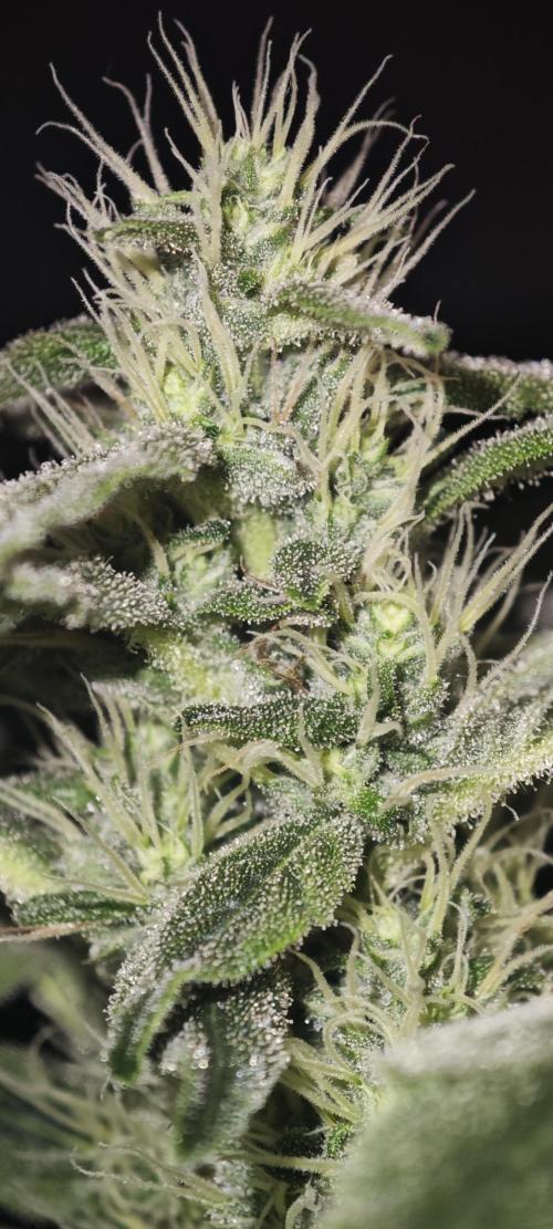Gorilla Z. Week 11