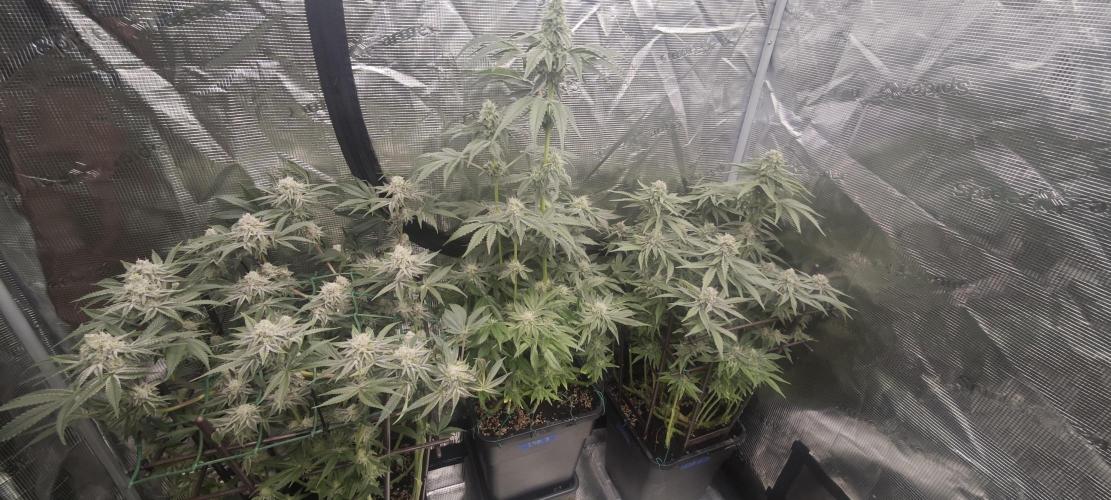 LSD - Barney's Farm. Week 11