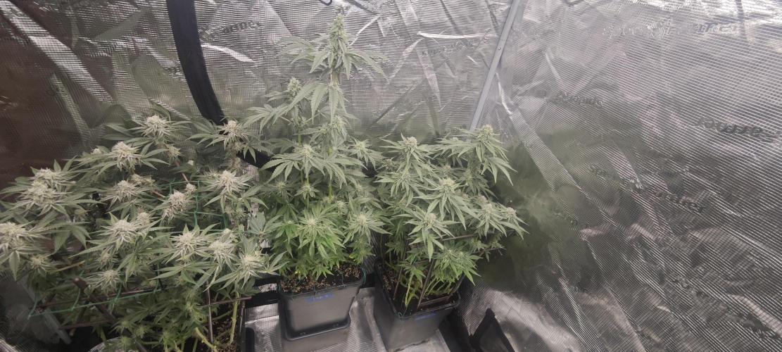 LSD - Barney's Farm. Week 11