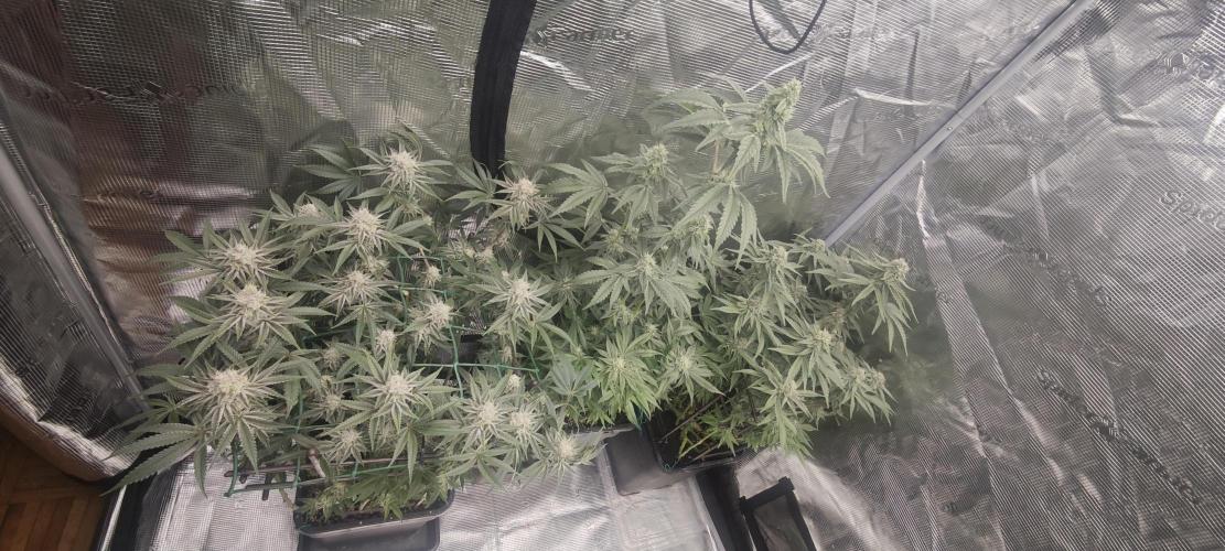 LSD - Barney's Farm. Week 11
