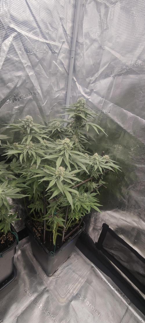 LSD - Barney's Farm. Week 11