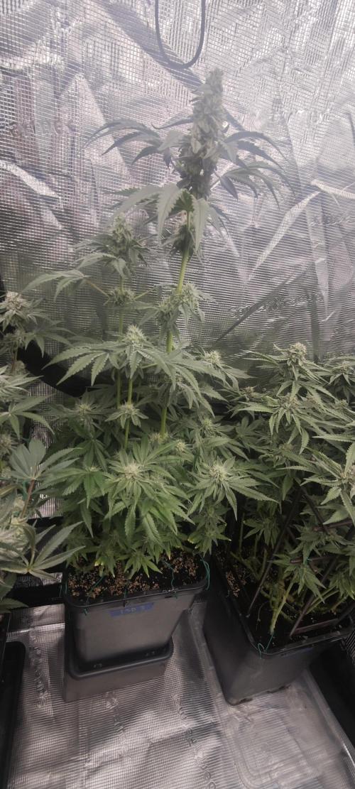 LSD - Barney's Farm. Week 11