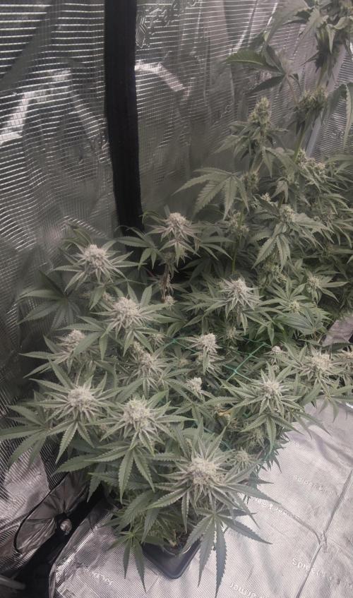 LSD - Barney's Farm. Week 11