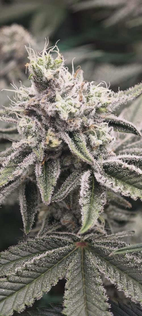 LSD - Barney's Farm. Week 11