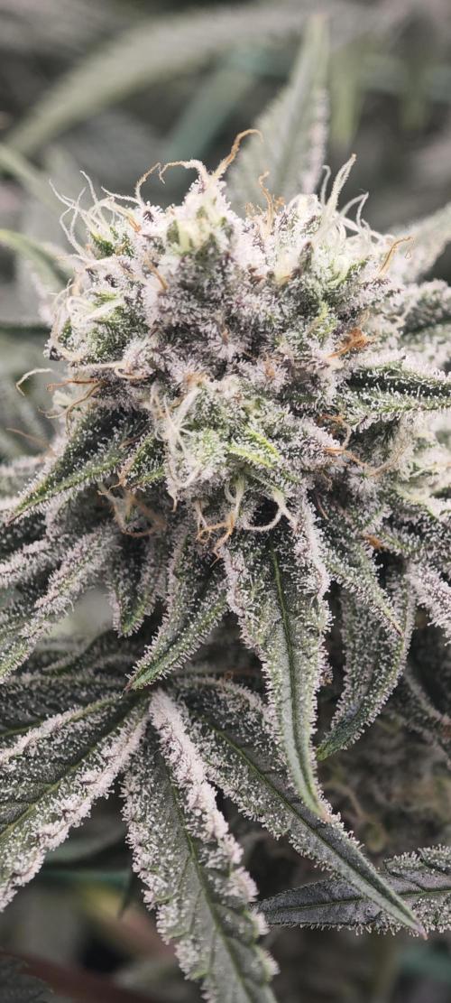 LSD - Barney's Farm. Week 11