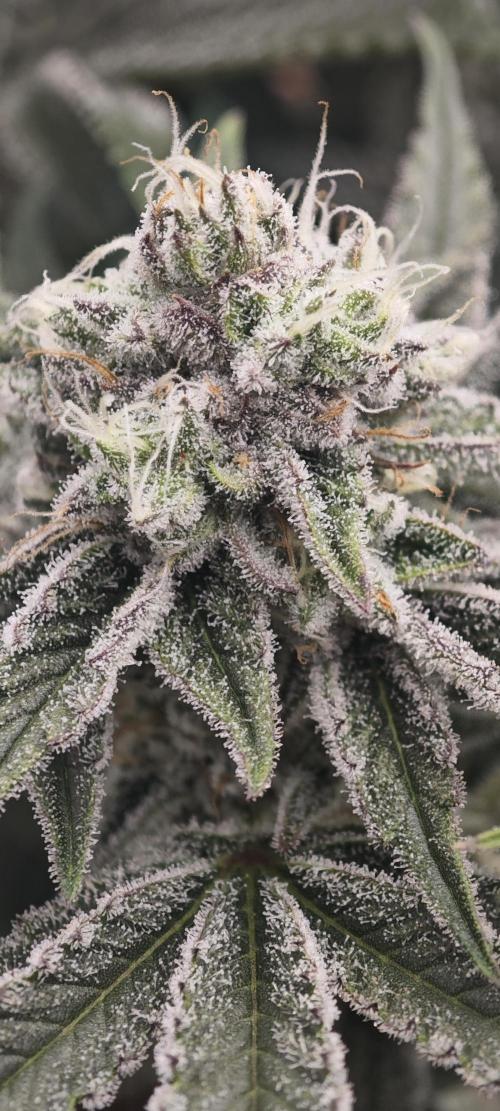 LSD - Barney's Farm. Week 11