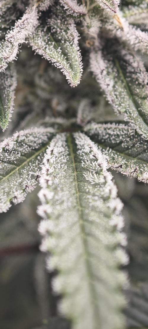 LSD-Feminsed. Week 11
