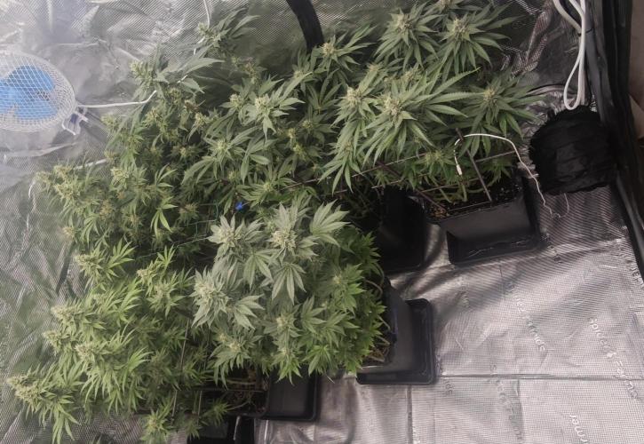 BUBBA KUSH - Barney's Farm. Week 11