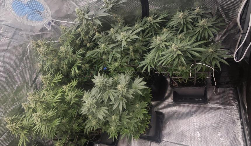 BUBBA KUSH - Barney's Farm. Week 11