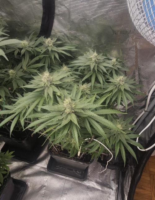 BUBBA KUSH - Barney's Farm. Week 11