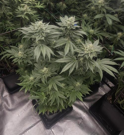 BUBBA KUSH - Barney's Farm. Week 11