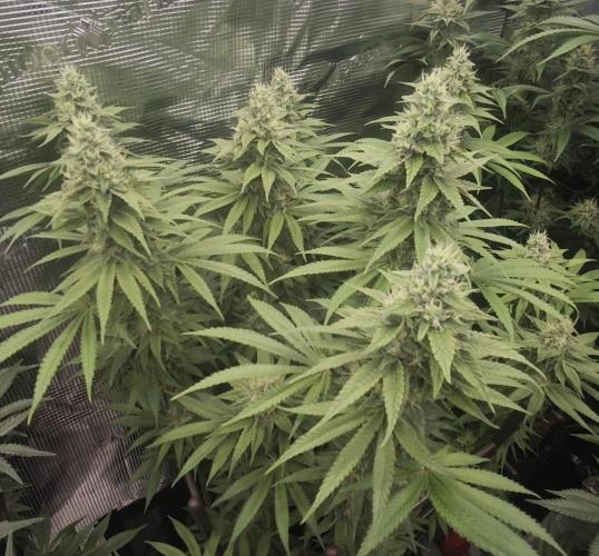 BUBBA KUSH - Barney's Farm. Week 11