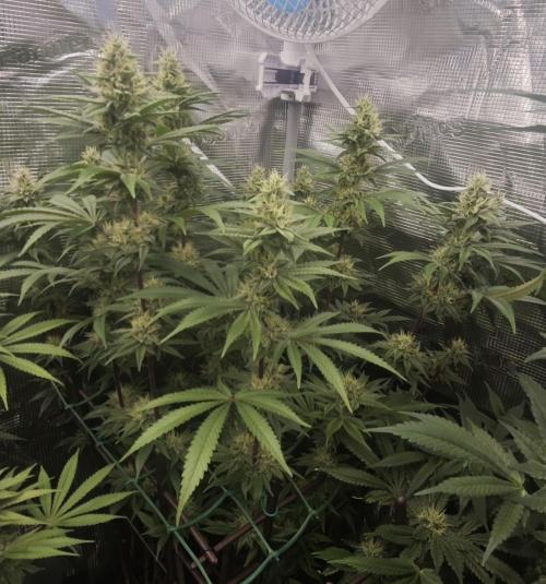 BUBBA KUSH - Barney's Farm. Week 11