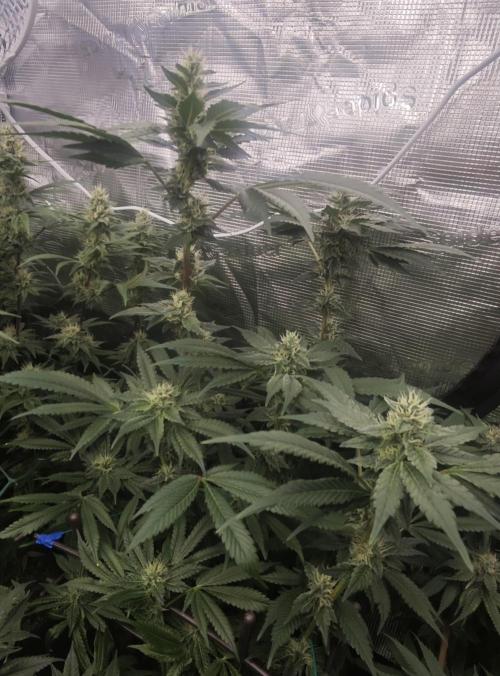 BUBBA KUSH - Barney's Farm. Week 11