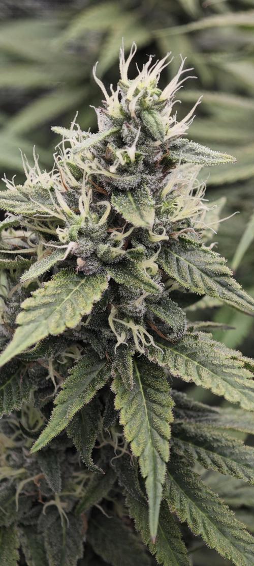 BUBBA KUSH - Barney's Farm. Week 11