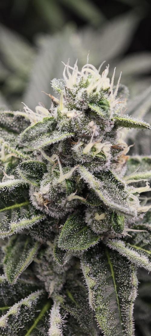 BUBBA KUSH - Barney's Farm. Week 11