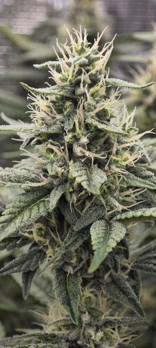 BUBBA KUSH - Barney's Farm. Week 11