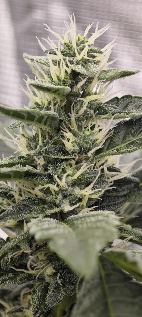BUBBA KUSH - Barney's Farm. Week 11