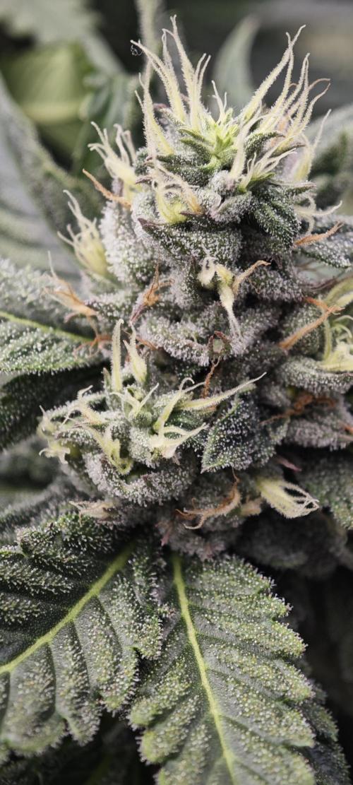 BUBBA KUSH - Barney's Farm. Week 11