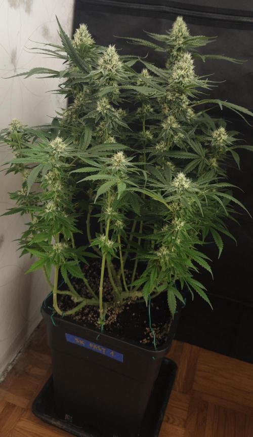 SUPER OG KUSH FAST - Pyramid Seeds. Week 11