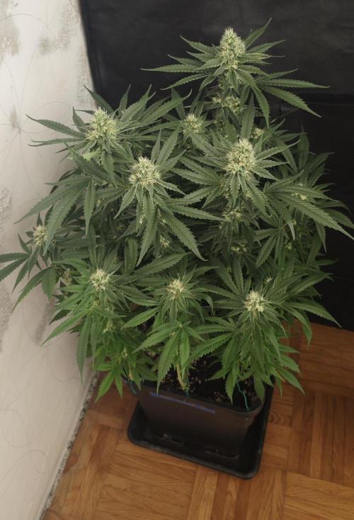 SUPER OG KUSH FAST - Pyramid Seeds. Week 11