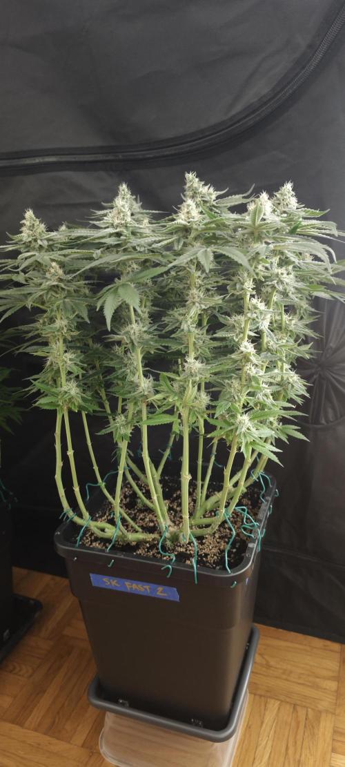 SUPER OG KUSH FAST - Pyramid Seeds. Week 11