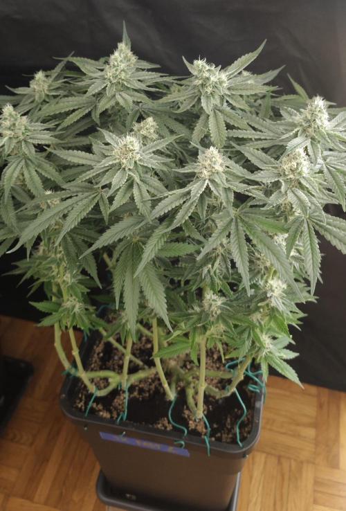 SUPER OG KUSH FAST - Pyramid Seeds. Week 11