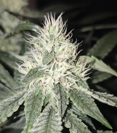 SUPER OG KUSH FAST - Pyramid Seeds. Week 11